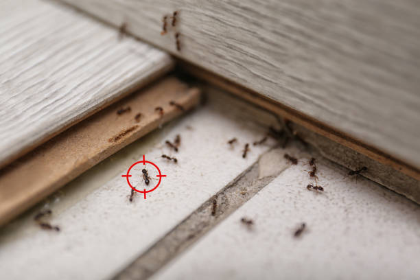 Best Pest Removal Services  in Tinley Park, IL